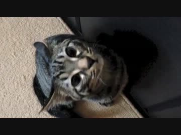 ぐりちぇる動画＊4＊じゃんぴんぐ・きゃっと☆