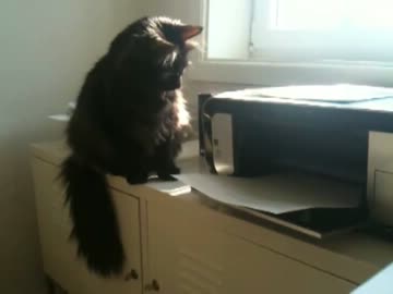 プリンターと戦う猫