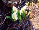 花や自然の写真UPでﾆｺﾆｺ試験