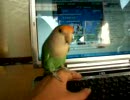 コザクラインコ♂に生きてｷｬｰ!