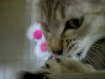 拾いねこ＠生後172/139日目　メリークリスマス