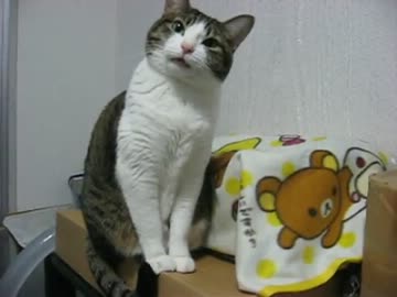 首かしげるミー