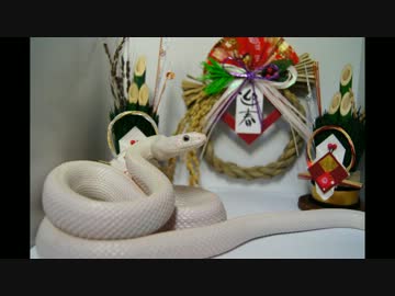 【一般家庭の白へび様】謹賀新年！