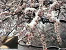 牧野由多可「春雪のバラード」　マンドリン独奏