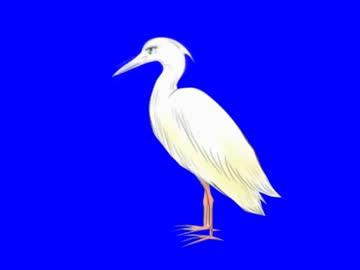 人目の鳥BB
