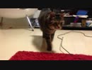 【ねっこねこに】そぼろの日常７【してやんよ】