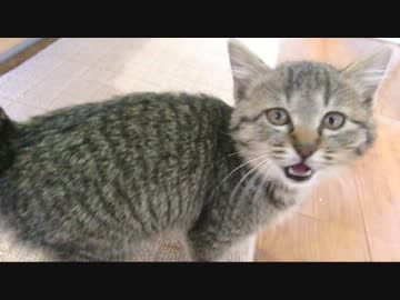 ココ　十七日目　にゃ～～～～ん