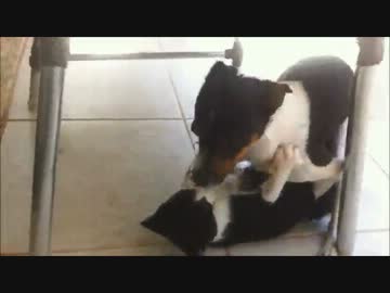 猫レイプ！野獣と化した犬！