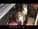 【忍犬】28日目～子犬版キーボードクラッシャー～