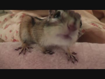 カメラが気になるシマリスさん