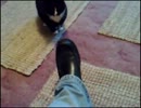 史上最速の猫パンチｗｗ