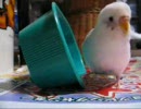 お気に入りの鏡付水桶であそぶセキセイインコさん。