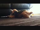 世紀の決戦（犬二匹）