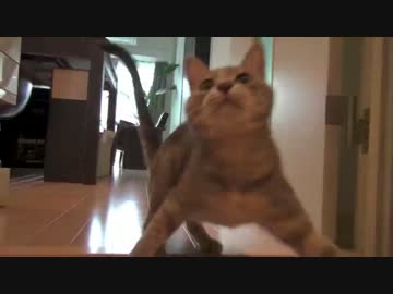 モアレとクリエ 「イヌ風ネコ」