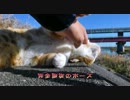 三遍回ってニャンと鳴け【トラが俺の周りで回っている】