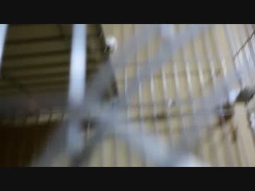 徒然なるままに猫暮らし