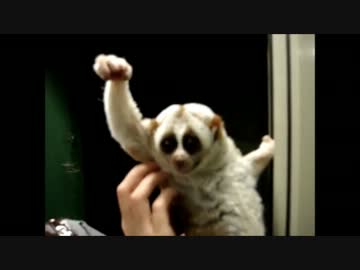 ダークファルスエルダーに勝利した淫夢くん.admn