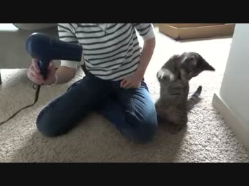 ドライヤーｖｓ猫