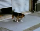 犬犬犬