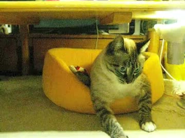 パパはマタタビでジャンくんを誘う　が・・