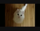 【0:27閲覧注意】【パロディ・シリーズ18】パイレーツ・オブ・カリビアン