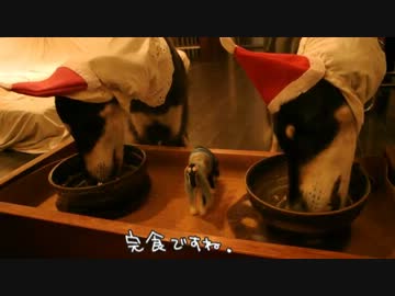 犬のクリスマスディナー 2012