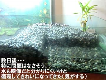 和風アクアテラリウム作ってみた　Part1