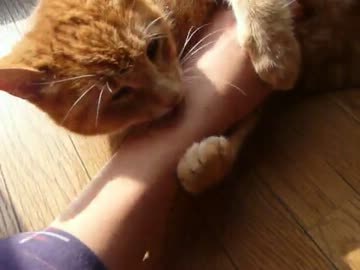 ばくっ！腕にかじりつく猫