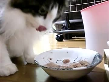 かわいいネコ、おもち　「クチャラーなネコ、おもち」
