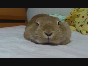 とろけるうさぎ