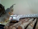 蛇のおもちゃと戦うオカメインコ