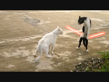 ライトセーバーで喧嘩する猫