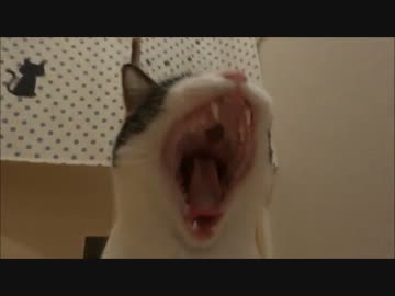 玄関開けたら2秒であくび♪