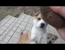 【忍犬】32日目～子犬▽・ｗ・▽と石焼き芋屋さん～