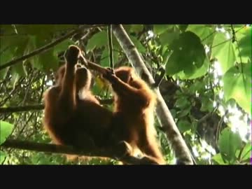 オランウータンに食われてミイラと化した淫夢くん