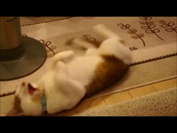 ツンギレのうちの猫の激しすぎるねこねこダンス