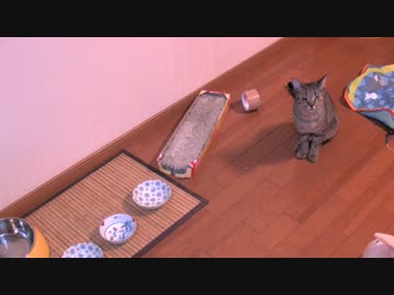 くるねこ大和　20121230　胡てちゅう