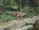 上野動物園のドールがもっふもふな件