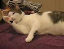 ぺろぺろ☆にゃんこ