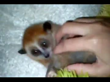 動画ランキング 動物 ニコニコ動画