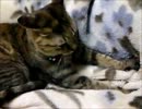 もみもみもみ　もみまくり　ひたすらもんでる動画