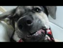 【デス】大掃除で高２の時のバンド音源が出てきたww【メタル?】