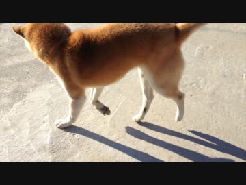 最高にかわいい柴犬の近況