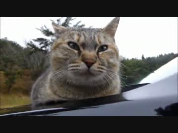 車の上でまったり中の野良猫撮ってみた