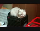 20130101_033543.mp4