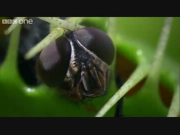【捕食動画】 食虫植物がハエを捕える瞬間