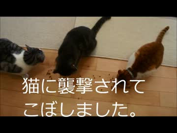 ツンギレのうちの猫３匹が一列に並ぶと死ぬほどかわいい