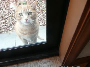 ぎー....自分で窓をあけて入ってくる猫