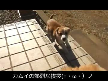 【忍犬】34日目～明けましておめでとうございます～