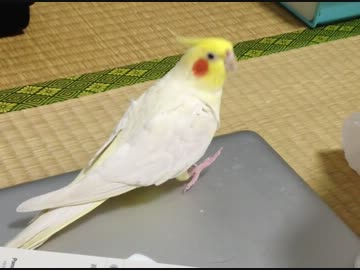 オカメインコが単振動する動画